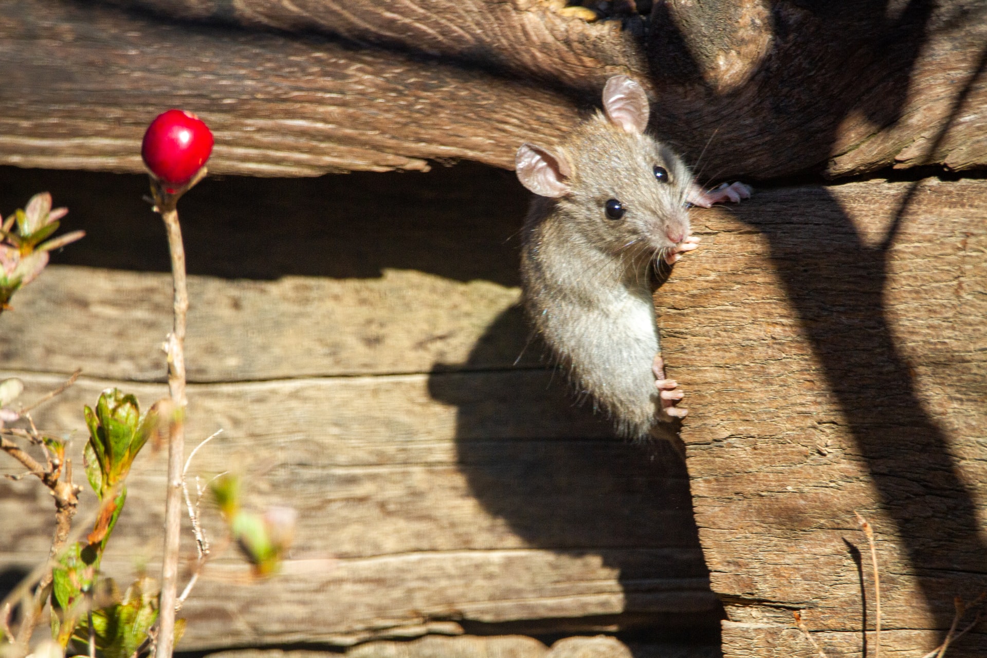 Колко ефективни са лепящите капани за мишки?